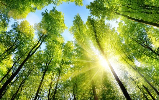 Baumwipfel, durch die die Sonne scheint
